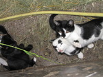SX15004 Young kittens playing with grass stalk.jpg